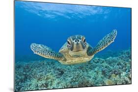 Green Turtle (Chelonia Mydas), Maui, Hawaii, USA-Reinhard Dirscherl-Mounted Photographic Print