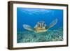 Green Turtle (Chelonia Mydas), Maui, Hawaii, USA-Reinhard Dirscherl-Framed Photographic Print