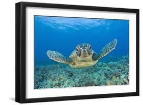 Green Turtle (Chelonia Mydas), Maui, Hawaii, USA-Reinhard Dirscherl-Framed Photographic Print