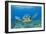 Green Turtle (Chelonia Mydas), Maui, Hawaii, USA-Reinhard Dirscherl-Framed Photographic Print