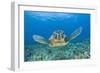 Green Turtle (Chelonia Mydas), Maui, Hawaii, USA-Reinhard Dirscherl-Framed Photographic Print