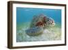 Green Turtle (Chelonia Mydas) over Sea Floor, Akumal, Caribbean Sea, Mexico, January-Claudio Contreras-Framed Photographic Print