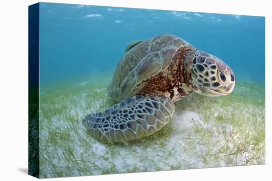 Green Turtle (Chelonia Mydas) over Sea Floor, Akumal, Caribbean Sea, Mexico, January-Claudio Contreras-Stretched Canvas