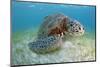 Green Turtle (Chelonia Mydas) over Sea Floor, Akumal, Caribbean Sea, Mexico, January-Claudio Contreras-Mounted Photographic Print