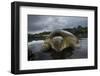 Green Turtle (Chelonia Mydas) Resting in the Shallows of the Coast, Bijagos Islands, Guinea Bissau-Pedro Narra-Framed Photographic Print