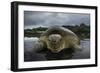 Green Turtle (Chelonia Mydas) Returning to Sea, Bissagos Islands, Guinea Bissau-Pedro Narra-Framed Photographic Print