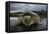 Green Turtle (Chelonia Mydas) Returning to Sea, Bissagos Islands, Guinea Bissau-Pedro Narra-Framed Stretched Canvas