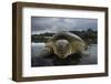 Green Turtle (Chelonia Mydas) Returning to Sea, Bissagos Islands, Guinea Bissau-Pedro Narra-Framed Photographic Print