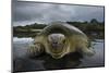 Green Turtle (Chelonia Mydas) Returning to Sea, Bissagos Islands, Guinea Bissau-Pedro Narra-Mounted Photographic Print