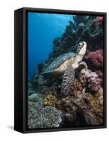 Green Turtle (Chelonia Mydas), Sulawesi, Indonesia, Southeast Asia, Asia-Lisa Collins-Framed Stretched Canvas