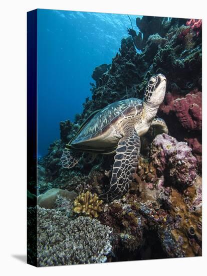 Green Turtle (Chelonia Mydas), Sulawesi, Indonesia, Southeast Asia, Asia-Lisa Collins-Stretched Canvas