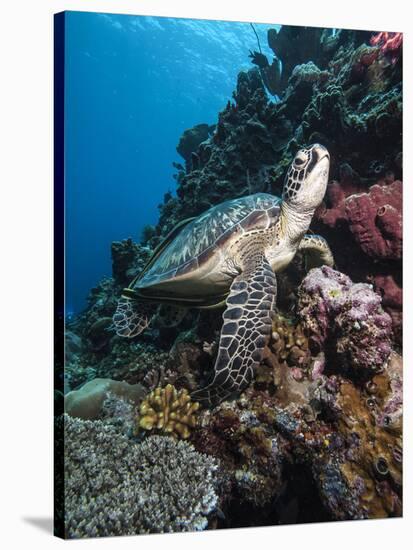 Green Turtle (Chelonia Mydas), Sulawesi, Indonesia, Southeast Asia, Asia-Lisa Collins-Stretched Canvas