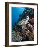 Green Turtle (Chelonia Mydas), Sulawesi, Indonesia, Southeast Asia, Asia-Lisa Collins-Framed Photographic Print