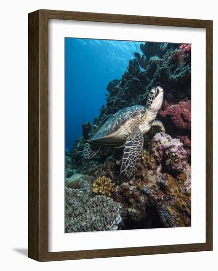 Green Turtle (Chelonia Mydas), Sulawesi, Indonesia, Southeast Asia, Asia-Lisa Collins-Framed Photographic Print