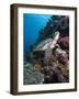 Green Turtle (Chelonia Mydas), Sulawesi, Indonesia, Southeast Asia, Asia-Lisa Collins-Framed Photographic Print