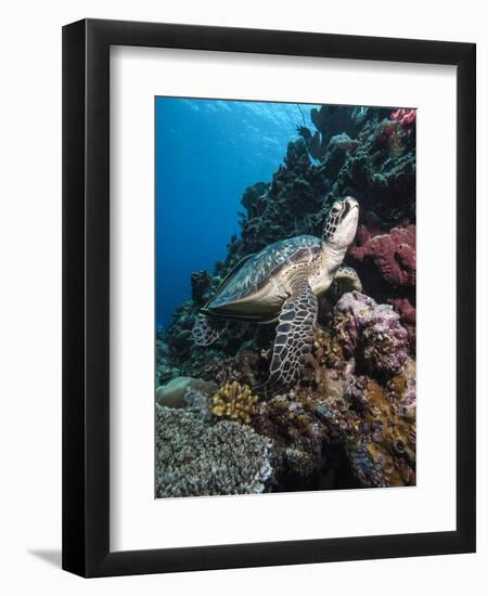 Green Turtle (Chelonia Mydas), Sulawesi, Indonesia, Southeast Asia, Asia-Lisa Collins-Framed Photographic Print