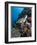 Green Turtle (Chelonia Mydas), Sulawesi, Indonesia, Southeast Asia, Asia-Lisa Collins-Framed Photographic Print