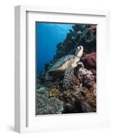 Green Turtle (Chelonia Mydas), Sulawesi, Indonesia, Southeast Asia, Asia-Lisa Collins-Framed Photographic Print