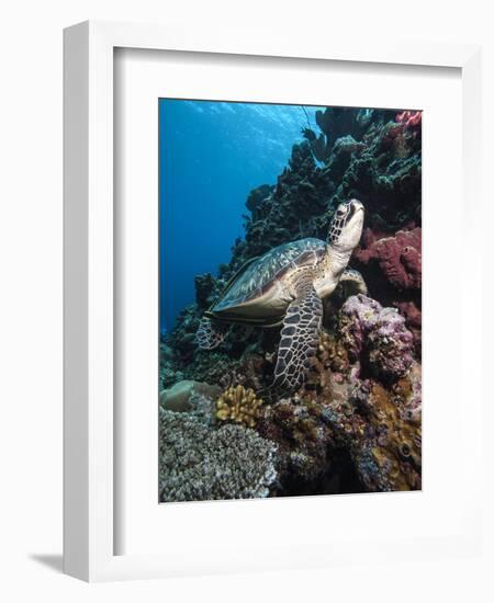 Green Turtle (Chelonia Mydas), Sulawesi, Indonesia, Southeast Asia, Asia-Lisa Collins-Framed Photographic Print