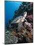 Green Turtle (Chelonia Mydas), Sulawesi, Indonesia, Southeast Asia, Asia-Lisa Collins-Mounted Photographic Print