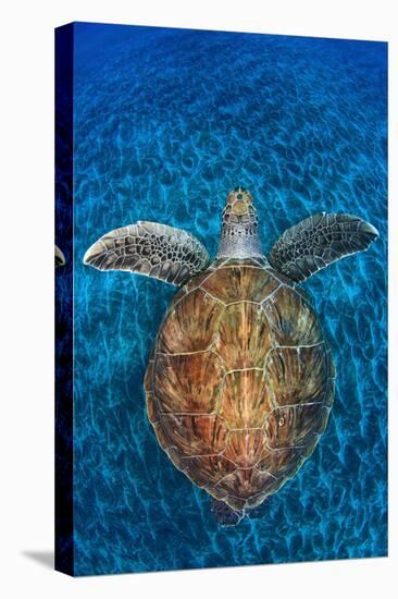 Green Turtle, (Chelonia Mydas), Swimming over Volcanic Sandy Bottom, Armenime Cove, Canary Islands-Jordi Chias-Stretched Canvas