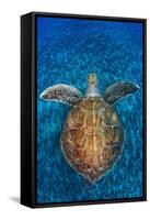 Green Turtle, (Chelonia Mydas), Swimming over Volcanic Sandy Bottom, Armenime Cove, Canary Islands-Jordi Chias-Framed Stretched Canvas