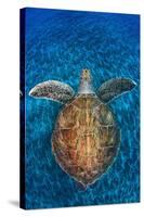 Green Turtle, (Chelonia Mydas), Swimming over Volcanic Sandy Bottom, Armenime Cove, Canary Islands-Jordi Chias-Stretched Canvas