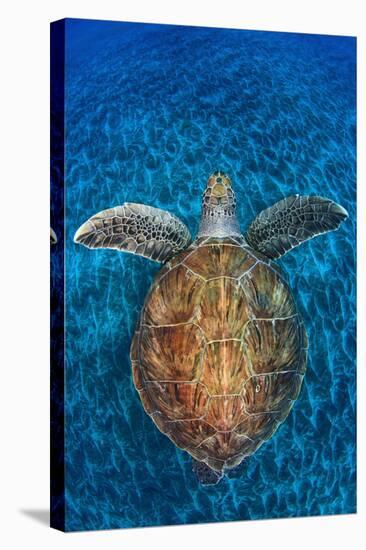 Green Turtle, (Chelonia Mydas), Swimming over Volcanic Sandy Bottom, Armenime Cove, Canary Islands-Jordi Chias-Stretched Canvas