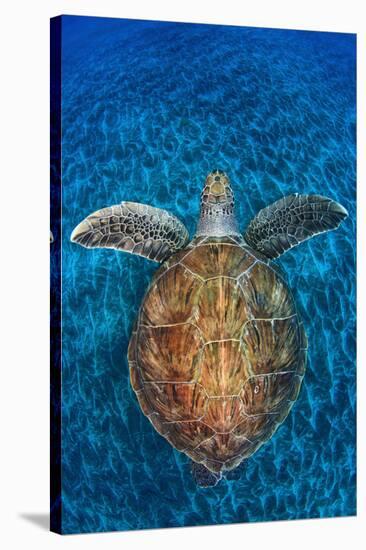 Green Turtle, (Chelonia Mydas), Swimming over Volcanic Sandy Bottom, Armenime Cove, Canary Islands-Jordi Chias-Stretched Canvas