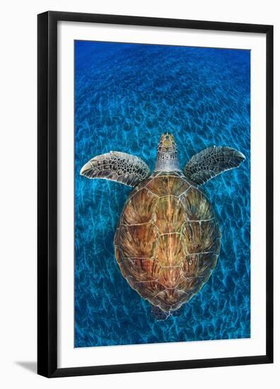 Green Turtle, (Chelonia Mydas), Swimming over Volcanic Sandy Bottom, Armenime Cove, Canary Islands-Jordi Chias-Framed Premium Photographic Print