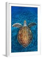 Green Turtle, (Chelonia Mydas), Swimming over Volcanic Sandy Bottom, Armenime Cove, Canary Islands-Jordi Chias-Framed Premium Photographic Print