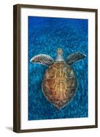 Green Turtle, (Chelonia Mydas), Swimming over Volcanic Sandy Bottom, Armenime Cove, Canary Islands-Jordi Chias-Framed Premium Photographic Print