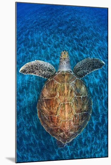 Green Turtle, (Chelonia Mydas), Swimming over Volcanic Sandy Bottom, Armenime Cove, Canary Islands-Jordi Chias-Mounted Premium Photographic Print