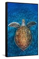 Green Turtle, (Chelonia Mydas), Swimming over Volcanic Sandy Bottom, Armenime Cove, Canary Islands-Jordi Chias-Framed Stretched Canvas