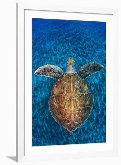 Green Turtle, (Chelonia Mydas), Swimming over Volcanic Sandy Bottom, Armenime Cove, Canary Islands-Jordi Chias-Framed Photographic Print