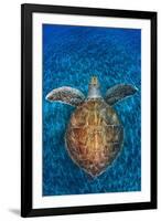 Green Turtle, (Chelonia Mydas), Swimming over Volcanic Sandy Bottom, Armenime Cove, Canary Islands-Jordi Chias-Framed Photographic Print