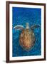 Green Turtle, (Chelonia Mydas), Swimming over Volcanic Sandy Bottom, Armenime Cove, Canary Islands-Jordi Chias-Framed Photographic Print