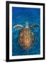 Green Turtle, (Chelonia Mydas), Swimming over Volcanic Sandy Bottom, Armenime Cove, Canary Islands-Jordi Chias-Framed Photographic Print