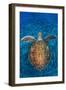 Green Turtle, (Chelonia Mydas), Swimming over Volcanic Sandy Bottom, Armenime Cove, Canary Islands-Jordi Chias-Framed Photographic Print