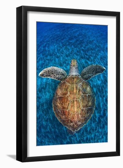 Green Turtle, (Chelonia Mydas), Swimming over Volcanic Sandy Bottom, Armenime Cove, Canary Islands-Jordi Chias-Framed Photographic Print