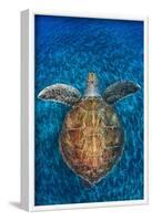 Green Turtle, (Chelonia Mydas), Swimming over Volcanic Sandy Bottom, Armenime Cove, Canary Islands-Jordi Chias-Framed Photographic Print