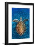 Green Turtle, (Chelonia Mydas), Swimming over Volcanic Sandy Bottom, Armenime Cove, Canary Islands-Jordi Chias-Framed Photographic Print