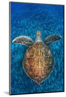 Green Turtle, (Chelonia Mydas), Swimming over Volcanic Sandy Bottom, Armenime Cove, Canary Islands-Jordi Chias-Mounted Photographic Print