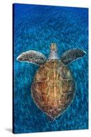 Green Turtle, (Chelonia Mydas), Swimming over Volcanic Sandy Bottom, Armenime Cove, Canary Islands-Jordi Chias-Stretched Canvas