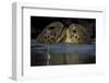 Green Turtle (Chelonia Mydas) Two Interacting at Surface-Pedro Narra-Framed Photographic Print