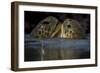 Green Turtle (Chelonia Mydas) Two Interacting at Surface-Pedro Narra-Framed Photographic Print