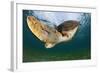 Green Turtle (Chelonia Mydas) Wide Angle View of Fin, Akumal, Caribbean Sea, Mexico, January-Claudio Contreras-Framed Photographic Print