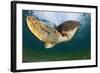 Green Turtle (Chelonia Mydas) Wide Angle View of Fin, Akumal, Caribbean Sea, Mexico, January-Claudio Contreras-Framed Photographic Print