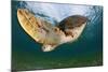 Green Turtle (Chelonia Mydas) Wide Angle View of Fin, Akumal, Caribbean Sea, Mexico, January-Claudio Contreras-Mounted Photographic Print