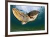 Green Turtle (Chelonia Mydas) Wide Angle View of Fin, Akumal, Caribbean Sea, Mexico, January-Claudio Contreras-Framed Photographic Print